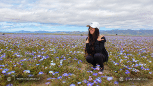 Desierto Florido 2026 en el Parque Nacional Llanos de Challe