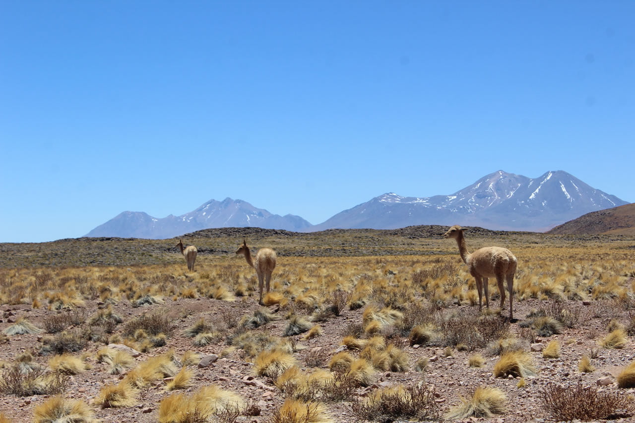 fauna de san pedro