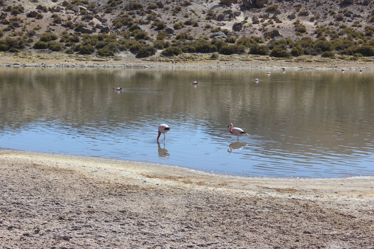 camino al geyser del tatio