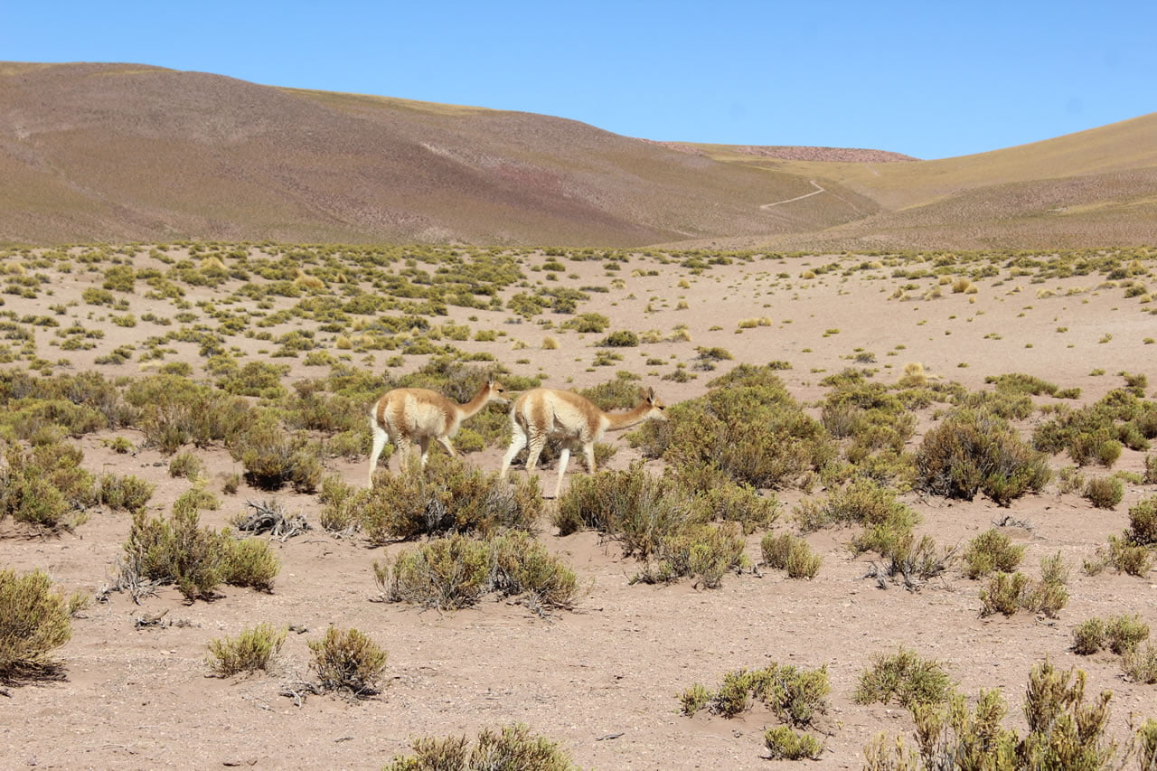 camino al geyser del tatio
