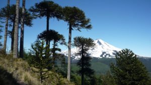 region de la araucaunia